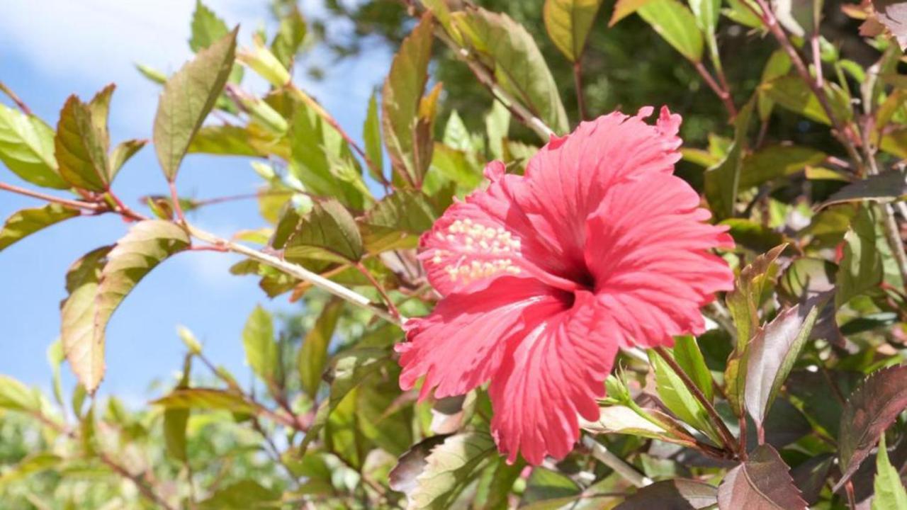 Toyoko Inn Okinawa Ishigaki-Jima Ishigaki  Zewnętrze zdjęcie